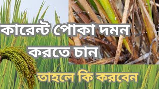 ধান ক্ষেতে কারেন্ট পোকা আক্রমণ করে কেন কারেন্ট পোকা দমন করবেন কিভাবে জেনে নিন। Krishi Bangla 24 [upl. by Tiram]