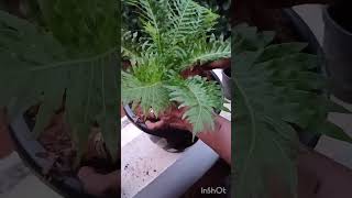 Blechnum Silver Lady Dwarf Evergreen indoorplants garden [upl. by Ahseyd]