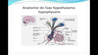 Complexe hypothalamohypophysaire [upl. by Tnek]