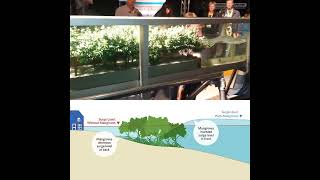 How mangrove forests protect the coast [upl. by Adalbert]