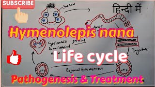 Hymenolepis nana Life cycle Clinical symptoms amp Treatment  in hindi [upl. by Geri]