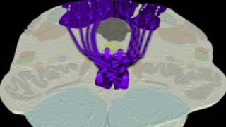 Neuroanatomy  The Dorsal ColumnMedial Lemniscus Tract in 3D [upl. by Haley122]