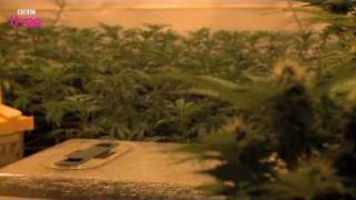 Police Raid Vietnamese Cannabis Farm  Cannabis Whats The Harm Preview  BBC Three [upl. by Adnaluoy972]