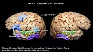 Motor amp Speech White Matter Anatomy  ASNM Fall Virtual Meeting 2024 [upl. by Asiaj]