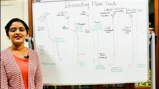 NEUROANATOMYTHE SPINAL CORDPART 7WHITE MATTERDESCENDING TRACTS DR ROSE JOSE MD [upl. by Anivlac472]