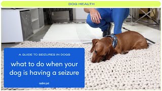 A Guide to Seizures in Dogs From Dog Seizure Causes to What to Do When Your Dog Is Having a Seizure [upl. by Nohtanhoj635]