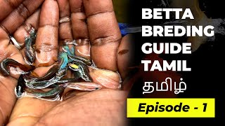 Betta breeding complete guide Tamil  Episode 1 [upl. by Buroker]