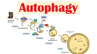 Autophagy  Macroautophagy amp Importance in Health [upl. by Susejedairam]