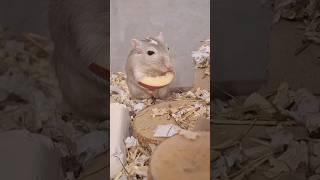 Cute gerbil eats an apple 🍎 [upl. by Neelyk]