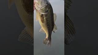 THROTTLED bassfishing bass fishing bassfishingismylife bassfishinglife shortsvideo shorts [upl. by Ogu404]