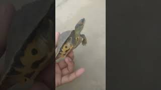 amazingfacts tortoise amazingfacts greenturtle animals turtle turtlejourney youtubeshorts [upl. by Godrich]