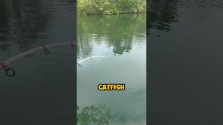 HOW TO Fish For Catfish  For A STRINGER FULL shorts fishing [upl. by Atilrac]