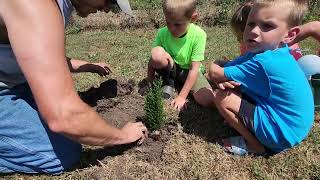 Ellwoodii Cypress Planting [upl. by Lj]