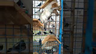 stock bird chennai kabootar tamil [upl. by Annad]