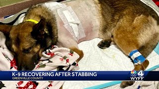 Dog recovering after stabbing Greenville County South Carolina shooting involving deputies [upl. by Lynden605]