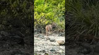 Chital Deer sound । deer calling । Jim Corbett National Park [upl. by Samara391]