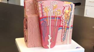 Corpuscle Nephron amp Kidney Model [upl. by Kcirdled617]