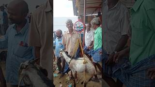 400 per kg shortfeed treanding youtubeshorts goat [upl. by Doran]