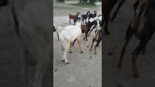 Group animals goats short dasrat thar [upl. by Musihc]