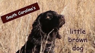 The Story of the Boykin Spaniel [upl. by Hterag341]