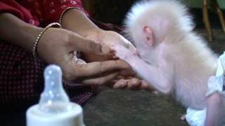 baby monkey with human mother guwahati [upl. by Acirtal]