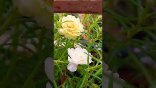 Mossrose flower 🌸 mossrose flower shortsviral garden explore portulacaflower ghashful shorts [upl. by Noyek]