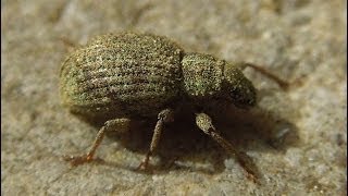 Sciaphilus asperatus  Weevil  Rüsselkäfer [upl. by Iglesias]