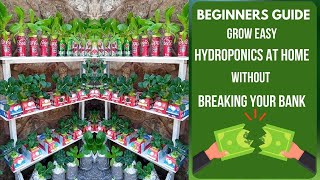 Grow EASY Hydroponics At Home BEGINNERS GUIDE No Pump No Power Kratky Method [upl. by Oiligriv288]