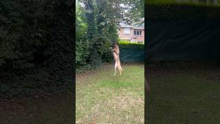 BELGIAN MALINOIS TEACHES HIS PUPIL TO JUMP HIGH TO CATCH THE BRANCH 🪵🌳🐕 Chkcars99 😱🔥 [upl. by Dahij]