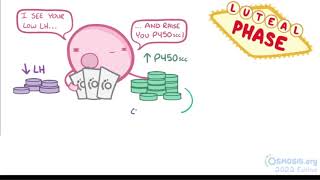 Estrogen and progesterone female sex hormones  Gynecologists Lecture [upl. by Sivrahc676]