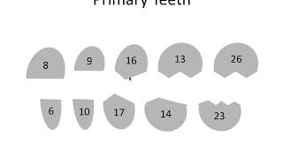 Tooth Eruption Dates  NBDE [upl. by Dacey]