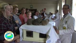 Broadland Small Livestock Society Rabbit amp Cavy Club [upl. by Childers]