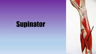 Muscle Actions Supinator [upl. by Canon43]