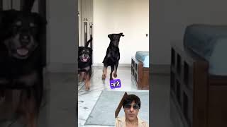 dog rottweiler doberman doglover animals americanbully animal pets funny love [upl. by Ladiv882]