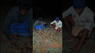 Farming land crabs catching crabs hunting shorts [upl. by Robbin]