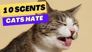 Top 10 Scents That Cats Hate Cats Cant Stand that 😔 [upl. by Capriola421]