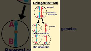 Linkage  सहलग्नता  Linked genes linkage genetics biology shorts  science [upl. by Bullard]