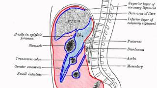 Peritoneal Cavity  Part 1  Anatomy Tutorial [upl. by Meehyrb294]