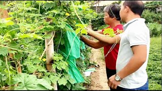 炎热的夏天，摘几个苦瓜做道特色菜，你知道这道菜叫什么名字吗 [upl. by Ihsir]