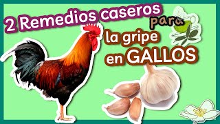 2 Remedios Caseros para la Gripe en Gallos [upl. by Pippy]