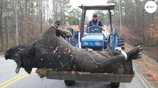 ¿Cómo Lidian Los Agricultores Estadounidenses Con Invasor Jabalí Gigante De 300 Kilos  Agricultura [upl. by Muiram348]