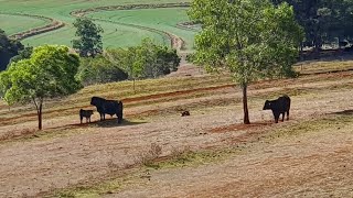 KINGAROY  HILLVIEW COTTAGE  a beautiful Bed and Breakfast [upl. by Cohby]