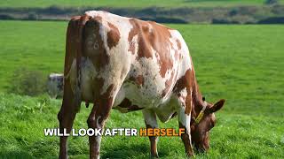 Ayrshire cows with longevity [upl. by Sibella]