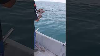 ikan merah angan angan🤣tuas segantang garam fishing ikan mancing tuas [upl. by Sivra684]