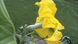 Luffa Plants Growing in Mid July [upl. by Cordalia]