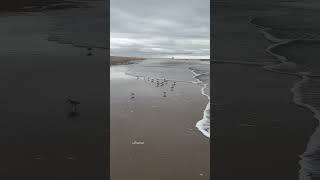 Sanderlings at play  Cape Henelopen Beach Delaware [upl. by Nagaet]