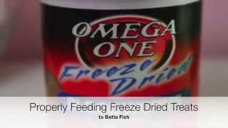 PROPERLY Prep Freeze Dried Bloodworms  Betta Fish [upl. by Charline]