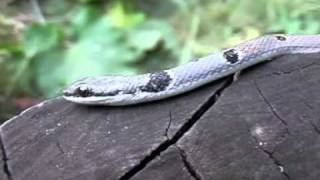 Platyceps collaris  Reddish Whip Snake  Черноврата стрелушка [upl. by Napoleon140]