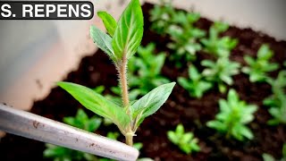 Staurogyne Repens  How to Propagate Staurogyne Repens Emersed [upl. by Ynaiffit]