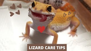 LIZARD CARE TIPS [upl. by Fridell609]